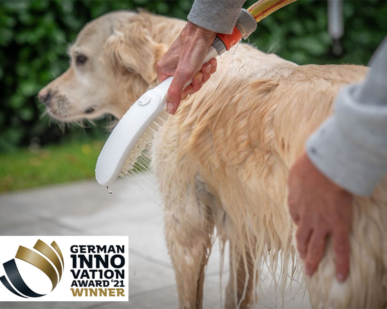 Ausgezeichnete Hundedusche: Golden Retriever wird im Garten sanft gereinigt. (GERMAN INNOVATION AWARD 21 WINNER)