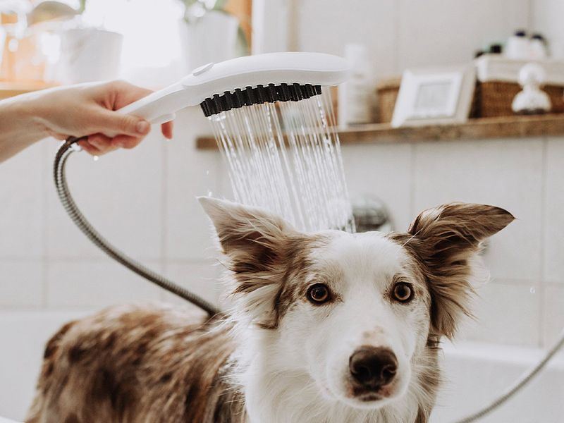 Hund wird in der Badewanne mit Handbrause gewaschen.