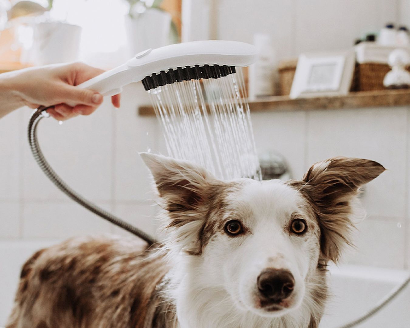 Hund wird in der Badewanne mit Handbrause gewaschen.